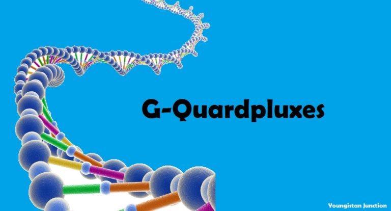 G – Quadruplexes